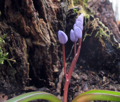 20160228_papuk_011