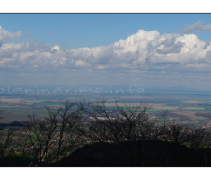 Pogled