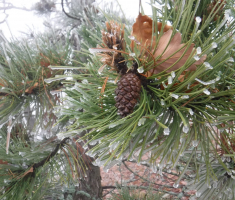 20201128_papuk_032