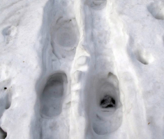 20150103_papuk_033