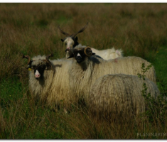 papuk20120429_00006
