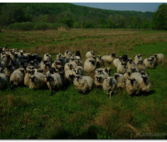 papuk20120429_00008