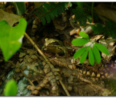 papuk20120429_00017