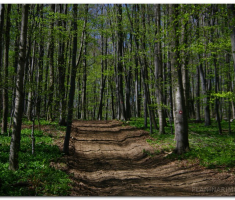 papuk20120429_00019