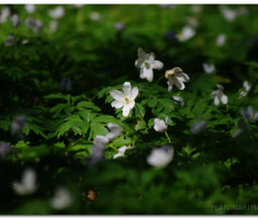 papuk20120429_00021