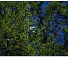 papuk20120429_00047