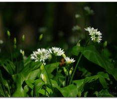 papuk20120429_00051
