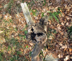 20141129_papuk_019