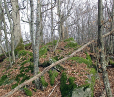 20141129_papuk_020