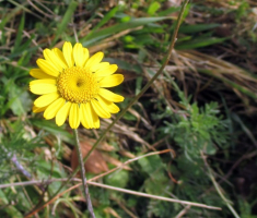 20141129_papuk_027