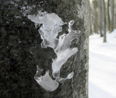20151129_papuk_011