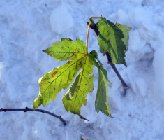 20151129_papuk_038