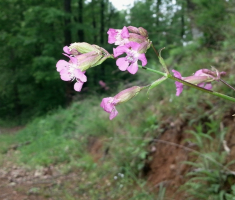 20160430_pozeska_gora_002