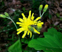 20160430_pozeska_gora_004