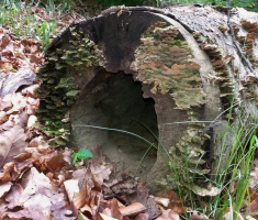 20160430_pozeska_gora_008