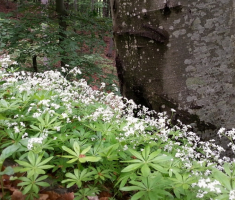 20160430_pozeska_gora_009