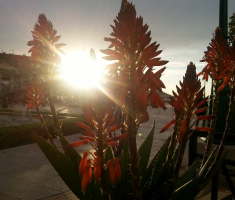 20170430_losinj_005