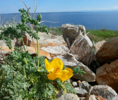 20170430_losinj_013