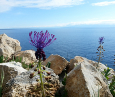 20170430_losinj_014