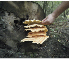 papuk_klupica_kamengradl_00002