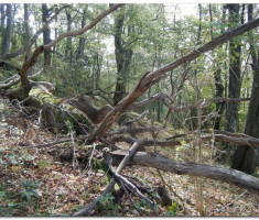papuk_klupica_kamengradl_00005