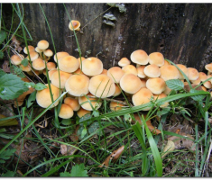 papuk_klupica_kamengradl_00022