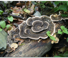 papuk_klupica_kamengradl_00025