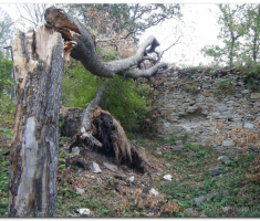papuk_klupica_kamengradl_00035
