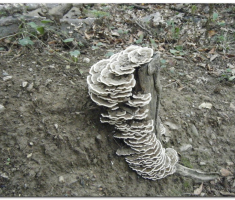 papuk_klupica_kamengradl_00038
