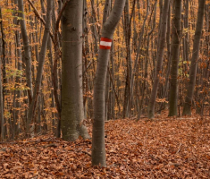 20161030_papuk_017