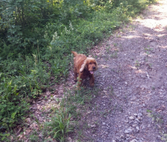 20150531_krndija_ivan_loncaric_005