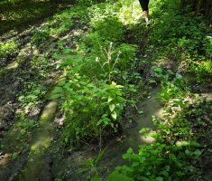 20250531_klopotec_trail_175