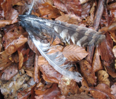 20150118_papuk_31km_010