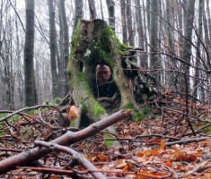 20150118_papuk_31km_021