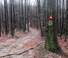 20150118_papuk_31km_023